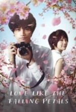 Movie Love Like the Falling Petals